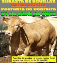 Subasta de Novillas Rubia Galega