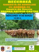 Subasta de Novillas Rubia Galega