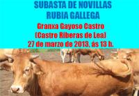 Subasta de Novillas Rubia Galega
