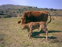 LA FACILIDAD DE PARTO EN LA RAZA RUBIA GALLEGA