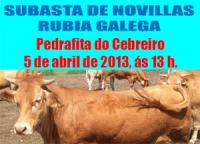 Subasta de Novillas Rubia Galega