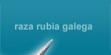 Raza rubia galega