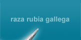 Raza rubia galega